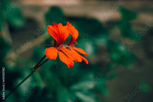 Tableau sur toile Red Flowers