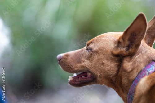 kelpie dog off lead in the bush in a trail in australia