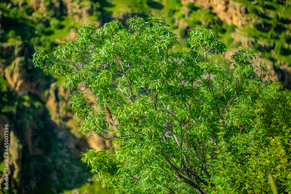 Obraz premium green moss on the wall