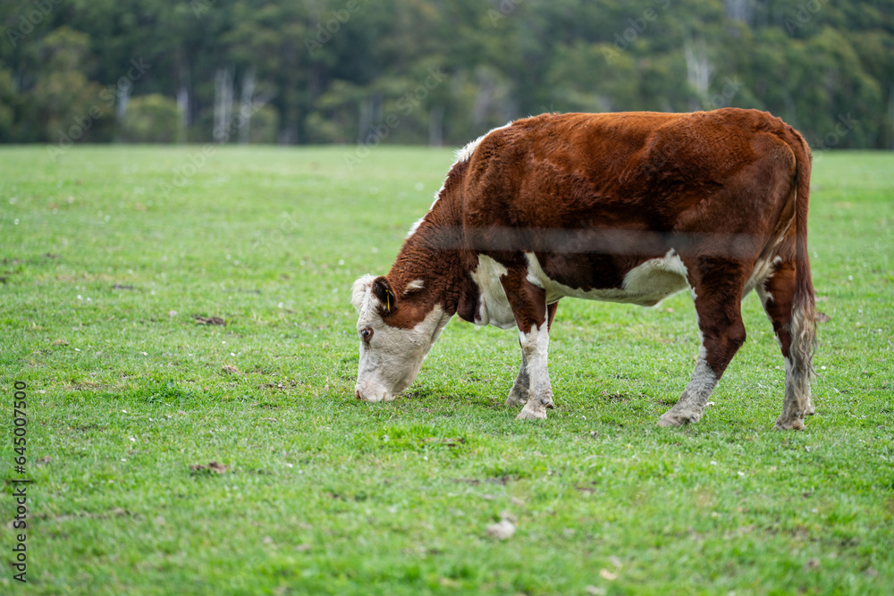 hereford cows in australia in a paddock grazing on grass in spring hereford cows in australia in a paddock grazing on grass in spring