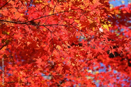 Autumn leaves in Tokyo, Japan