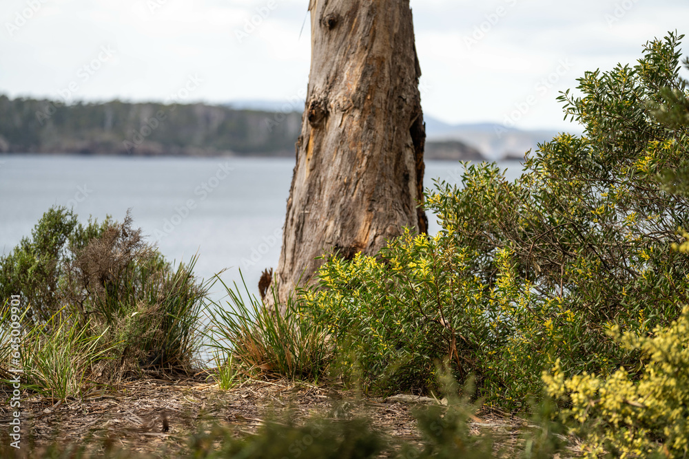 Fototapeta premium coastal native australian plants by the beach