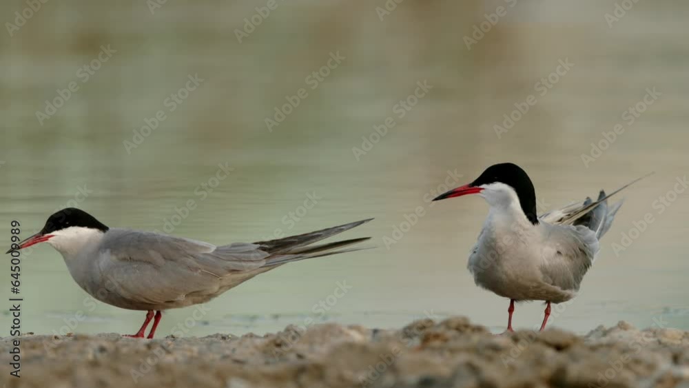 White-cheeked tern preening at Asker marsh White-cheeked tern preening at Asker marsh