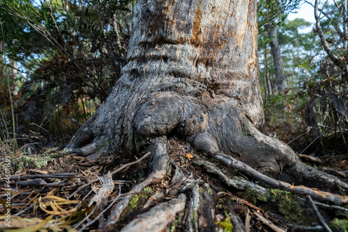 Obraz na plátně gumtree trunk and roots in the australian bush