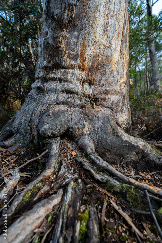 gumtree trunk and roots in the australian bush