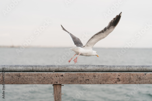 seagull in flight