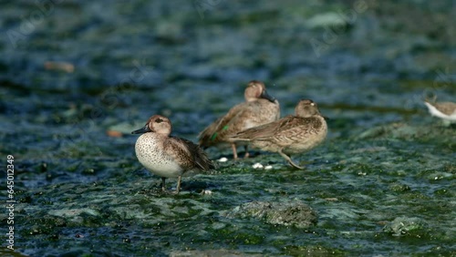 Eurasian teal resting at Tubli bay