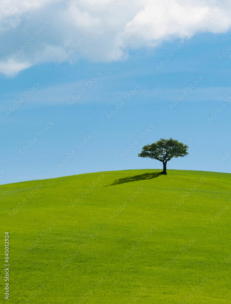 Lonely tree on lush green grass in front of blue sky on a hill in Tuscany countryside, Italy Lonely tree on lush green grass in front of blue sky on a hill in Tuscany countryside, Italy