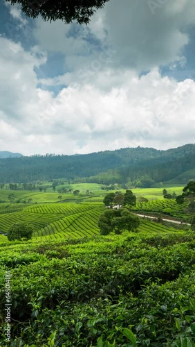 Wallpaper Mural Vertical video - Timelapse of white clouds rolling over the tea plantation Torontodigital.ca