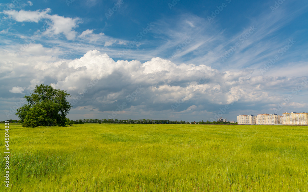 White cumulus clouds over green wheat field, Ukraine