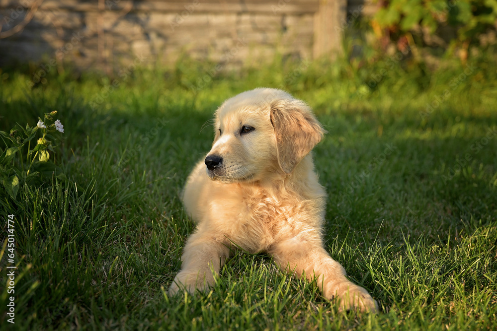 Golden retriever Golden retriever