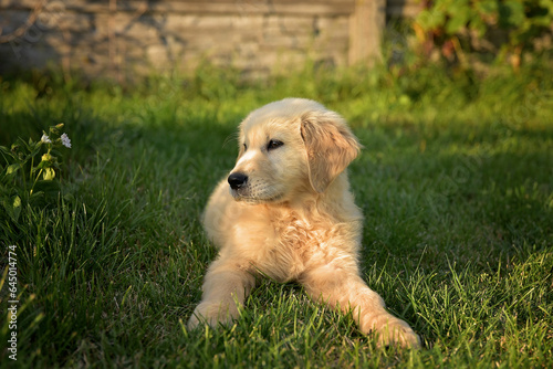 Golden retriever