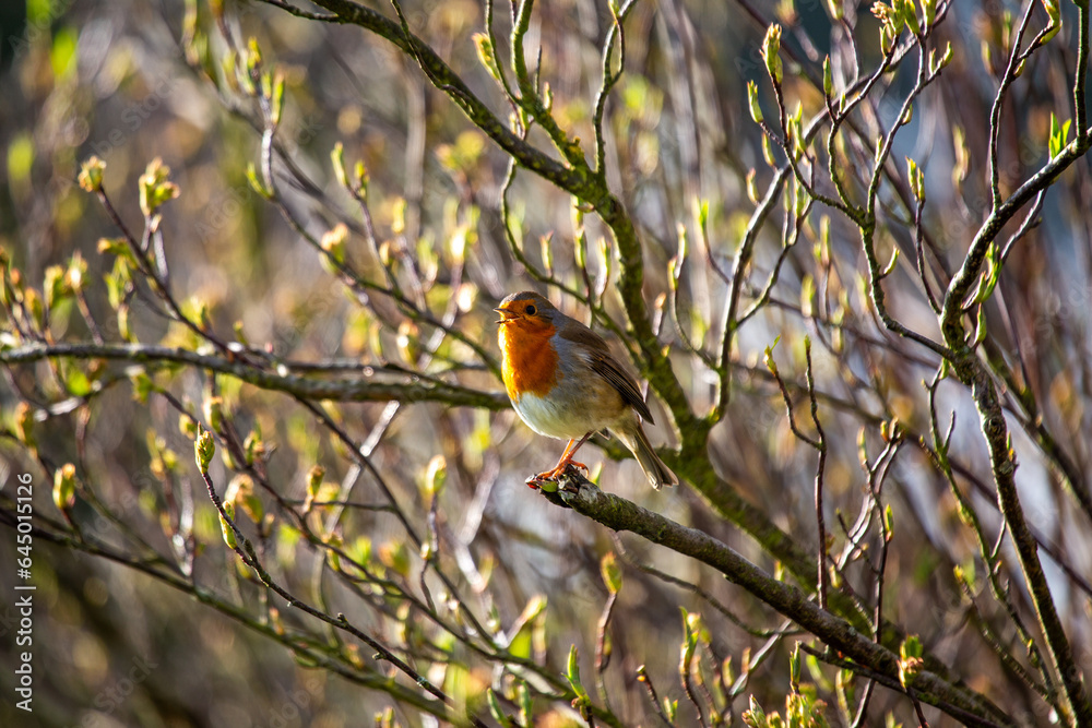 European Robin (Erithacus rubecula) European Robin (Erithacus rubecula)