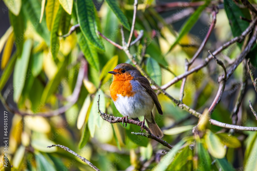 European Robin (Erithacus rubecula) European Robin (Erithacus rubecula)