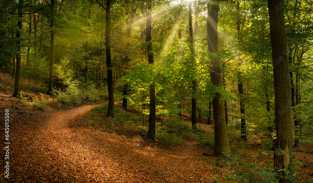 Gorgeous forest scenery with rays of sunlight falling through lush green foliage, with brown leaves covering the footpath - obrazy, fototapety, plakaty 