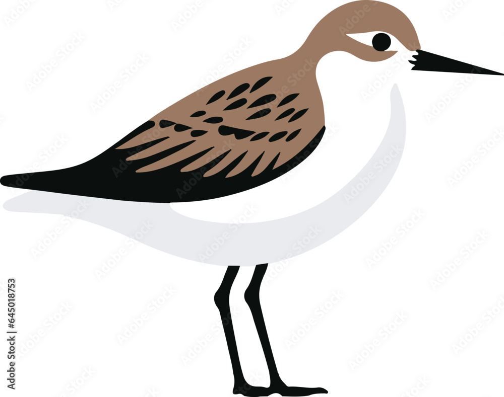 Obraz premium Sandpiper flat icon