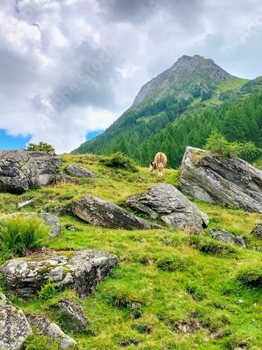 Mountain pastures