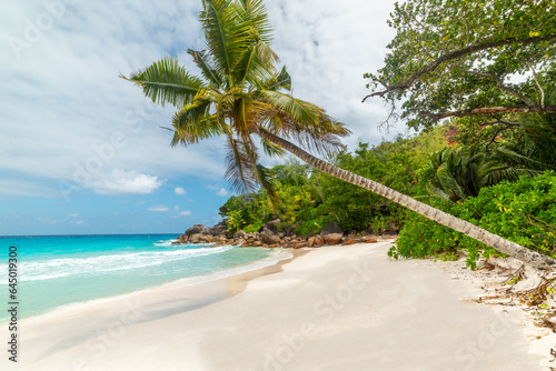 Palm trees by the sea in Anse Georgette beach