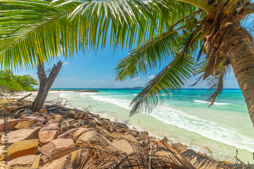 Palm trees in Anse Kerlan beach shoreline