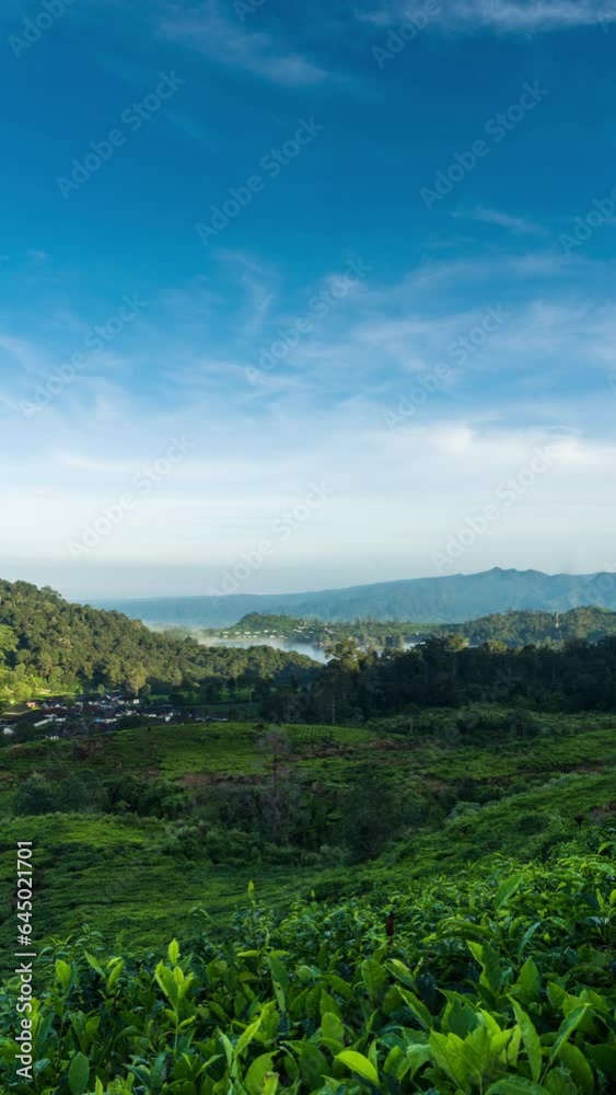 Vertical video - Timelapse of clouds rolling over the tea plantation during sunrise Vertical video - Timelapse of clouds rolling over the tea plantation during sunrise