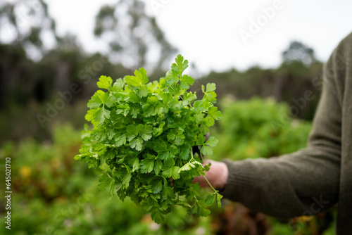 farmer holding parsley plant in there garden