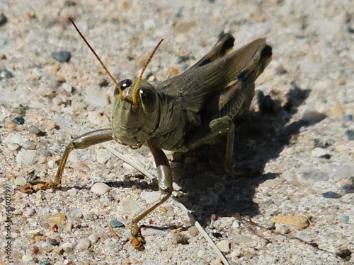 grasshopper on the sidewalk
