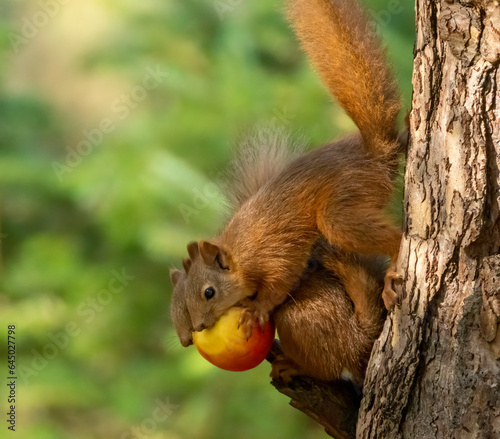Two scottish red squirrels sharing an apple together on the branch of a tree in the woodland