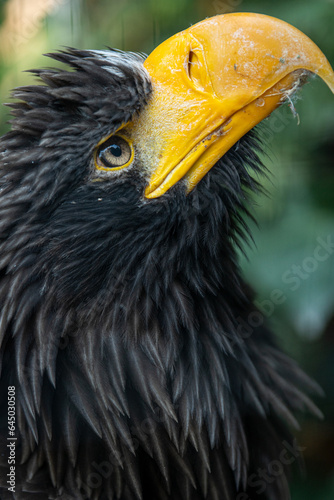 Russischer Adler photo