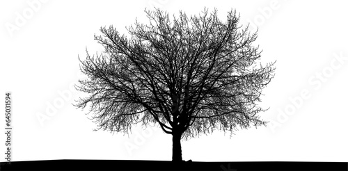 árbol, naturaleza, de invierno, blanco, aislada