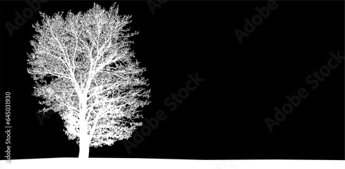 árbol, naturaleza, de invierno, blanco, aislada
