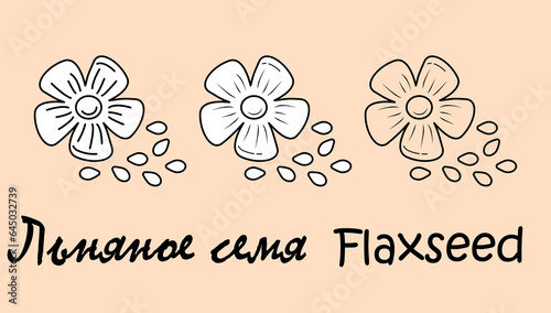 A set of objects depicting a flaxseed with the inscription "flaxseed" in Russian and English. Simple vector illustration, eps