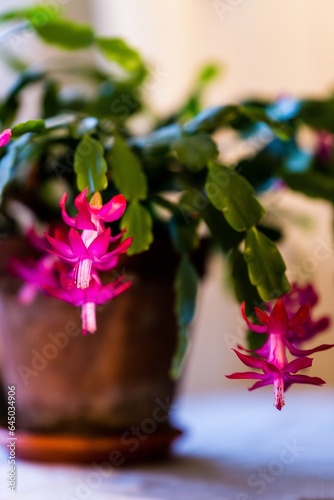 Christmas cactus (Schlumbergera)