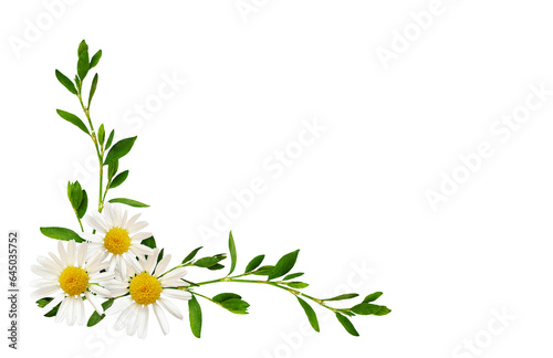 Daisy flowers and green grass in a floral corner arrangement isolated on white or transparent background