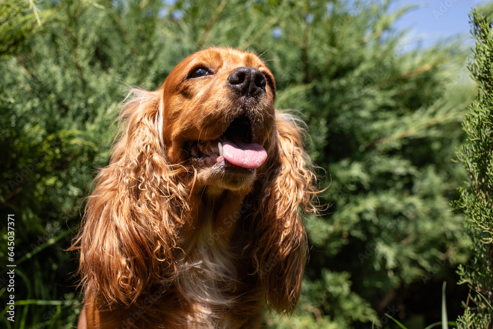 A cocker spaniel puppy on a green lawn on a sunny day.