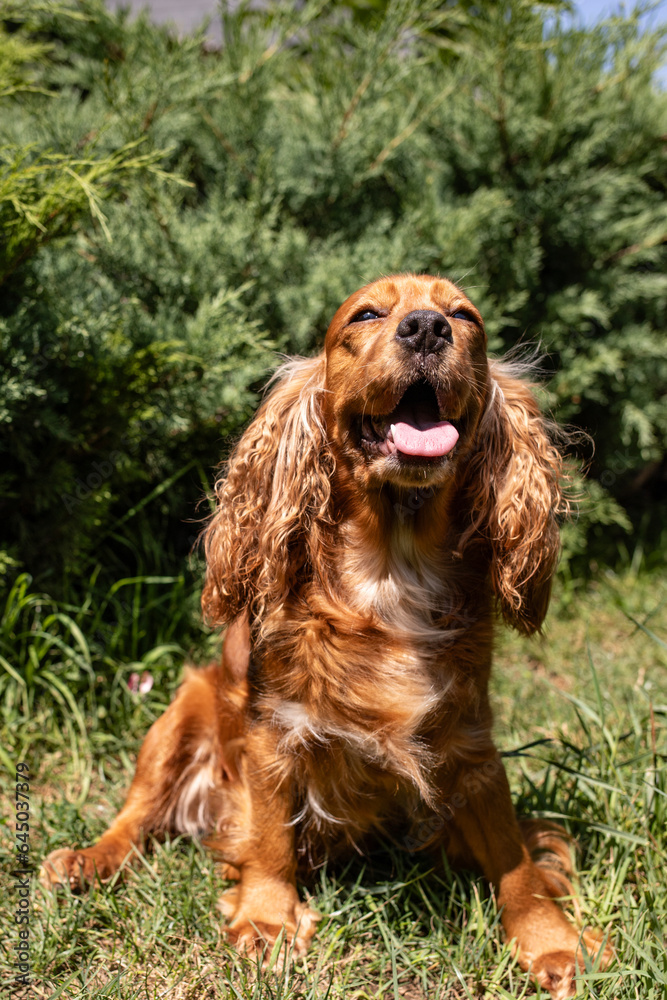 A cocker spaniel puppy on a green lawn on a sunny day.