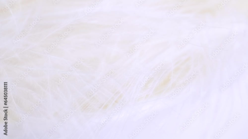 White feather close-up. Selective focus, slow motion feather background. Macro. White fluffy background