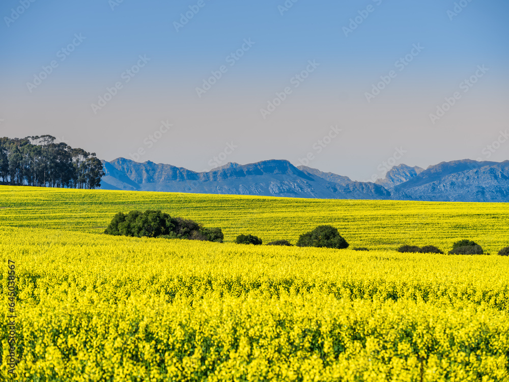 Sea of yellow flowers and Winterhoek Mountain in the background, Wolseley, Western Cape, South Africa