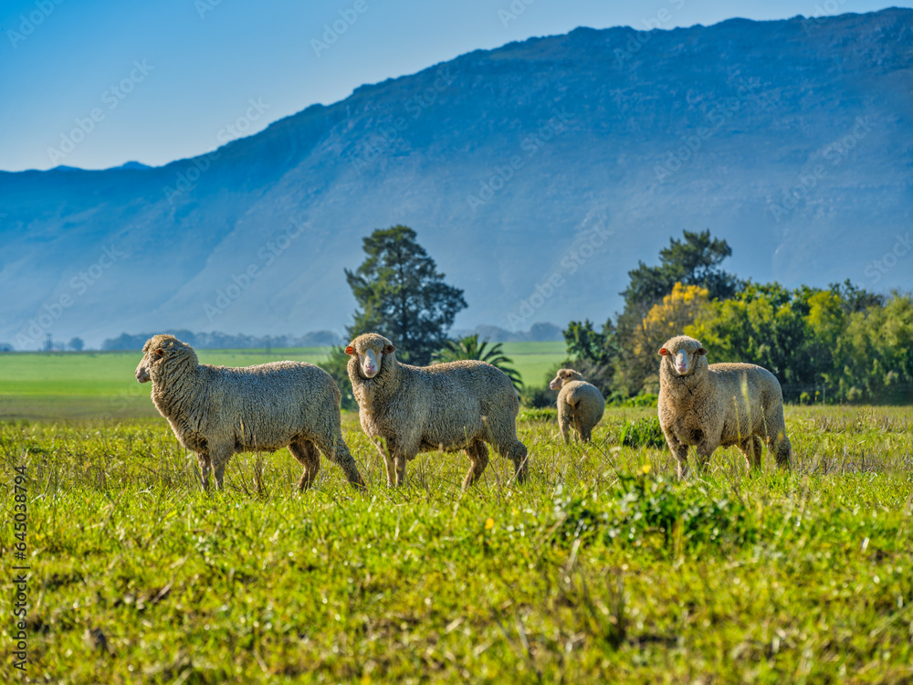 Merino sheeps graszing in the open grass field in Wolseley, Western Cape, South Africa