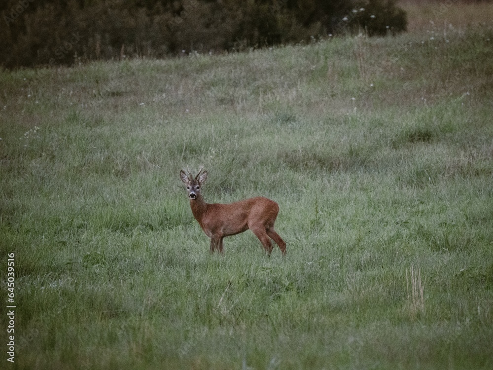 A charming roe deer in all its glory, attentively gazing into the camera lens. Close-up of the natural beauty of wildlife.