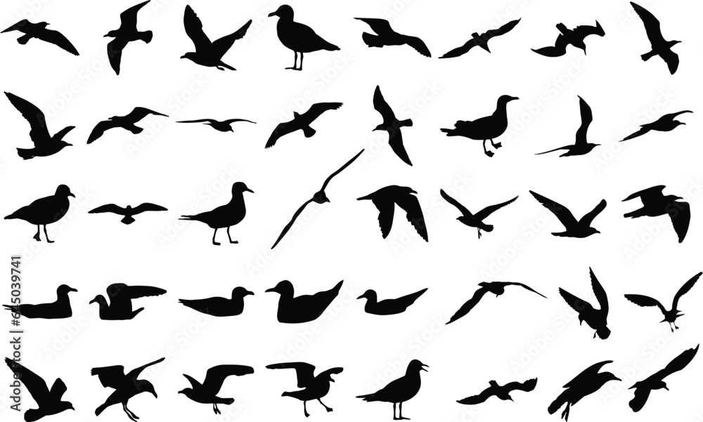 Collection of seagull silhouettes, isolated vector on white background Collection of seagull silhouettes, isolated vector on white background