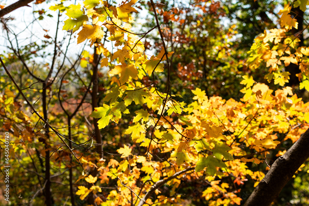 Sinfonía de hojas en otoño