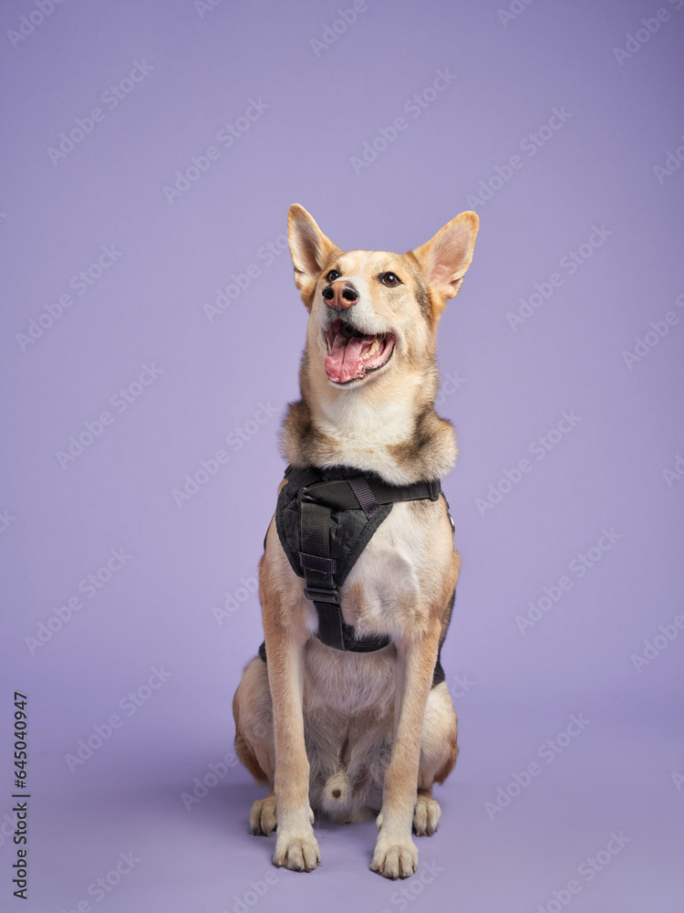 Portrait of a beautiful fat dog on lilac background. Mix of breeds. Happy Pet in the studio