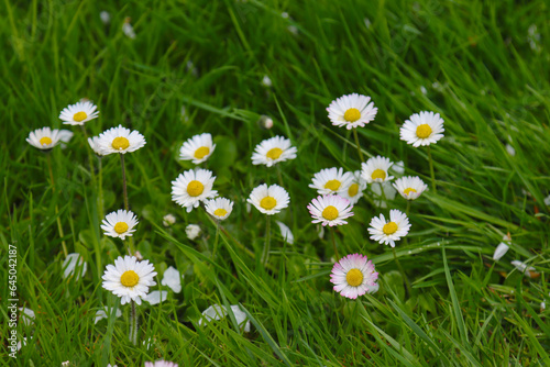 Flowers of the chamomile daisy plant.