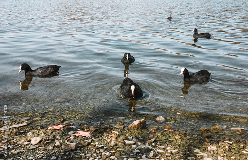 The peaceful beauty of nature: Water chickens swimming in the lake.