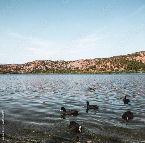 The peaceful beauty of nature: Water chickens swimming in the lake.