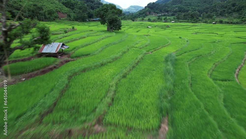 beautiful aerial scenery of lush rice fields Beautiful, which is located in the northern part of Thailand. beautiful aerial scenery of lush rice fields Beautiful, which is located in the northern part of Thailand.