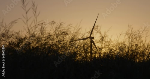 Tall grass with wind turbines windmills in the background at sunset near Palm Springs California