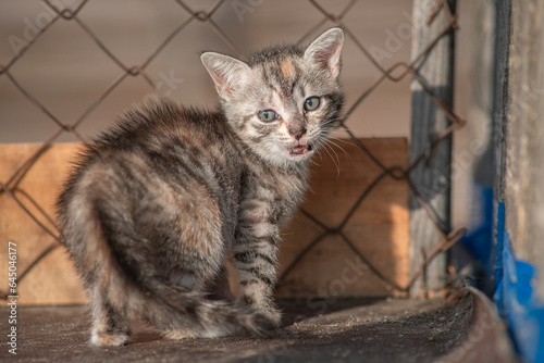 A beautiful country cat in a fenced paddock.