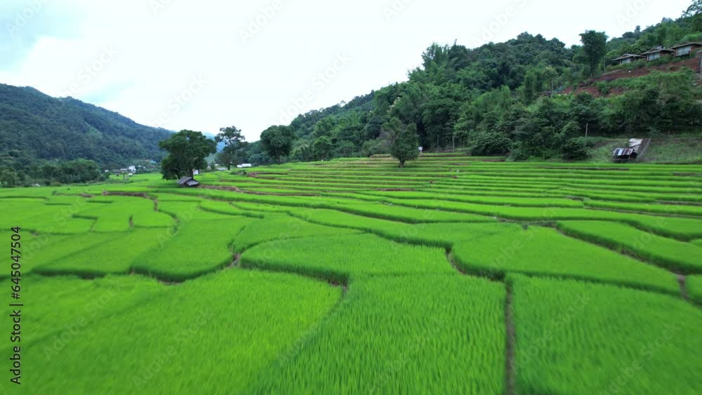 beautiful aerial scenery of lush rice fields Beautiful, which is located in the northern part of Thailand.