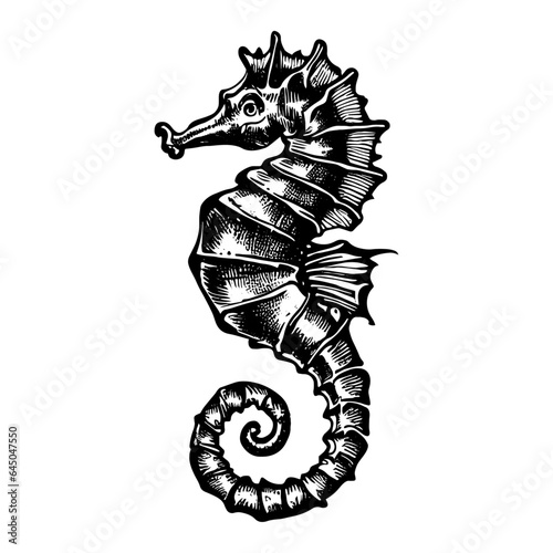 seahorse animal illustration